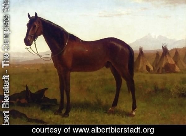 Albert Bierstadt - Portrait of a Horse
