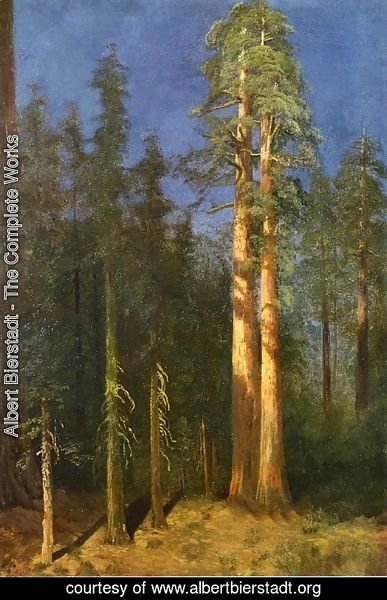 Albert Bierstadt - California Redwoods