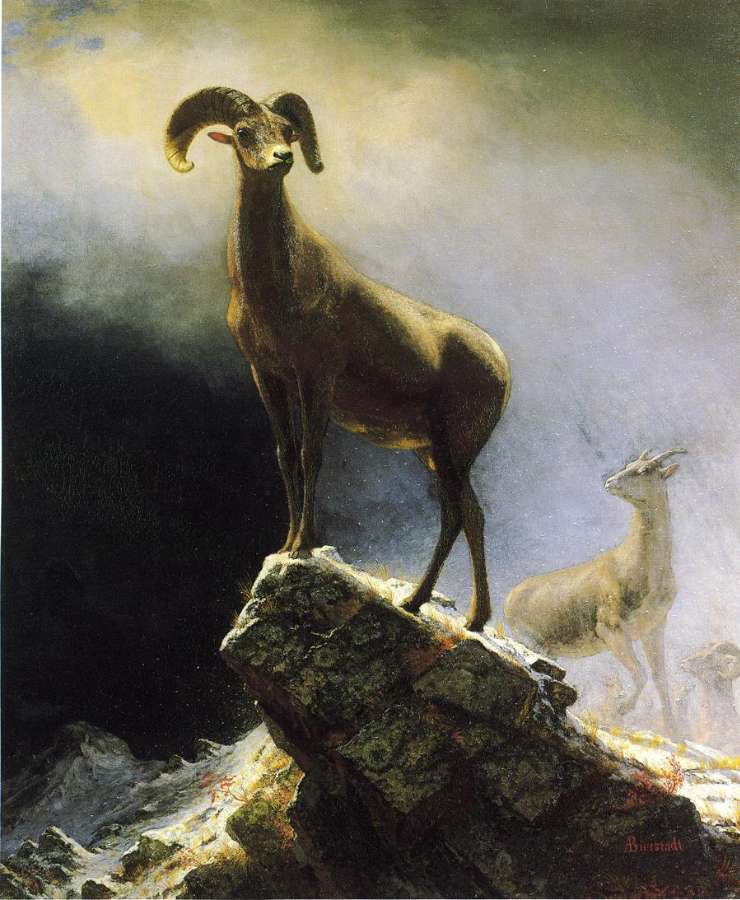 Rocky Mountain Sheep by Albert Bierstadt