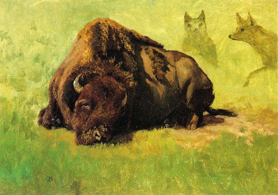 Bison with Coyotes in the Background by Albert Bierstadt