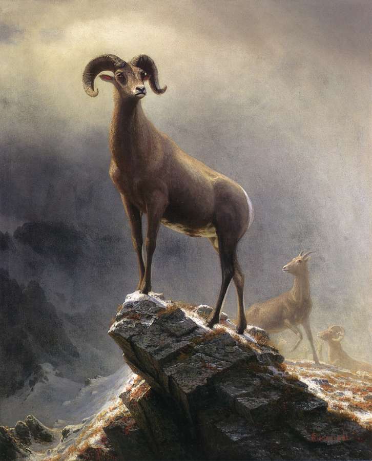 Rocky Mountain Sheep 1 by Albert Bierstadt