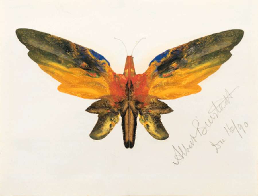 Butterfly 2 by Albert Bierstadt
