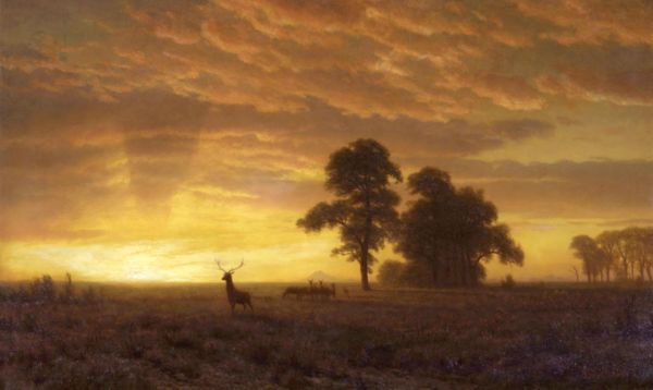 Wapiti by Albert Bierstadt