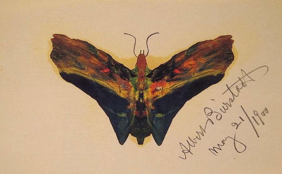 Butterfly (second Version) by Albert Bierstadt