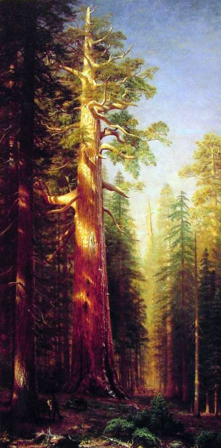 The Great Trees  Mariposa Grove  California by Albert Bierstadt