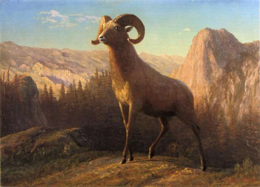 A Rocky Mountain Sheep  Ovis  Montana by Albert Bierstadt