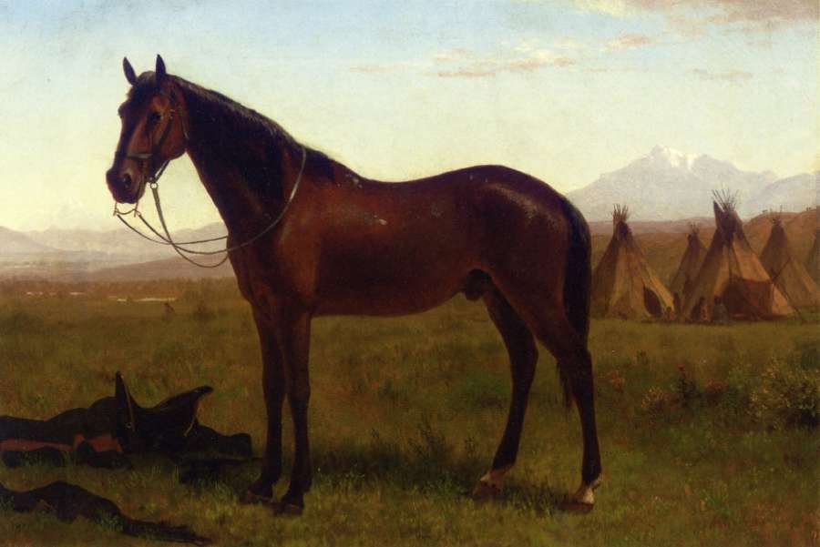 Portrait of a Horse by Albert Bierstadt