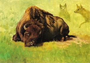 Bison with Coyotes in the Background