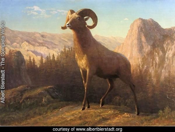 A Rocky Mountain Sheep  Ovis  Montana