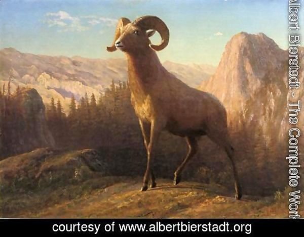 Albert Bierstadt - A Rocky Mountain Sheep  Ovis  Montana