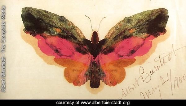 Butterfly 1900